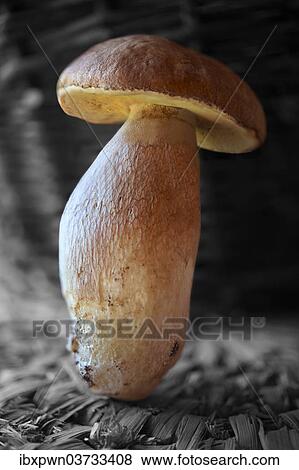 Whole fresh porcino mushroom (Boletus edulis) View Large Photo Image Stock Photo - Whole fresh porcino mushroom (Boletus edulis). Fotosearch