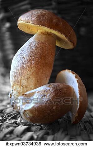 Whole fresh porcino mushrooms (Boletus edulis) View Large Photo Image Stock Photograph - Whole fresh porcino mushrooms (Boletus edulis). Fotosearch