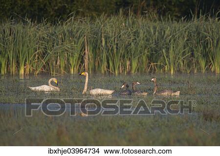 "Whooper Swan (Cygnus cygnus), Vastra Gotaland County, Sweden, Europe" View Large Photo Image Picture - "Whooper Swan (Cygnus cygnus), Vastra Gotaland County, Sweden, Europe". Fotosearch