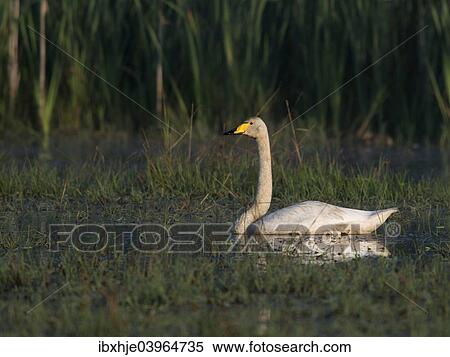 "Whooper Swan (Cygnus cygnus), Vastra Gotaland County, Sweden, Europe" View Large Photo Image Stock Photography - "Whooper Swan (Cygnus cygnus), Vastra Gotaland County, Sweden, Europe". Fotosearch