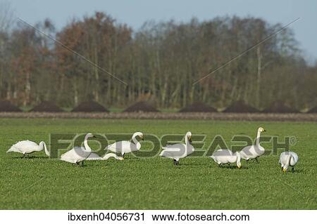 "Whooper Swans (Cygnus cygnus) and Bewick's Swans (Cygnus bewickii), Emsland, Lower Saxony, Germany, Europe" View Large Photo Image Stock Image - "Whooper Swans (Cygnus cygnus) and Bewick's Swans (Cygnus bewickii), Emsland, Lower Saxony, Germany, Europe". Fotosearch