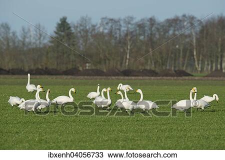 "Whooper Swans (Cygnus cygnus) and Bewick's Swans (Cygnus bewickii), Emsland, Lower Saxony, Germany, Europe" View Large Photo Image Stock Image - "Whooper Swans (Cygnus cygnus) and Bewick's Swans (Cygnus bewickii), Emsland, Lower Saxony, Germany, Europe". Fotosearch