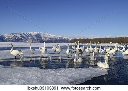 Stock Image - "Whooper Swans (Cygnus cygnus) in an ice-free section of a frozen lake, Kussharo Lake, Kawayu Onsen, Hokkaido, Japan, Asia". Fotosearch