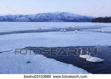 "Whooper Swans (Cygnus cygnus) in an ice-free section of a frozen lake, Kussharo Lake, Kawayu Onsen, Hokkaido, Japan, Asia" View Large Photo Image Stock Photo - "Whooper Swans (Cygnus cygnus) in an ice-free section of a frozen lake, Kussharo Lake, Kawayu Onsen, Hokkaido, Japan, Asia". Fotosearch