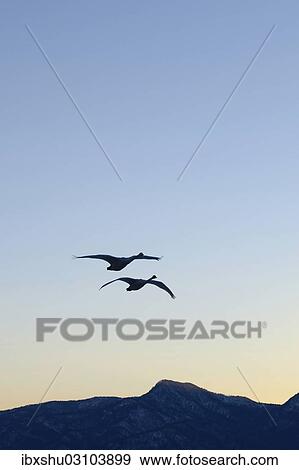 "Whooper swans (Cygnus cygnus) in flight in the light of dawn, Kussharo Lake, Kawayu Onsen, Hokkaido, Japan, Asia" View Large Photo Image Stock Photo - "Whooper swans (Cygnus cygnus) in flight in the light of dawn, Kussharo Lake, Kawayu Onsen, Hokkaido, Japan, Asia". Fotosearch