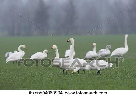"Whooper Swans (Cygnus cygnus), Emsland, Lower Saxony, Germany, Europe" View Large Photo Image Picture - "Whooper Swans (Cygnus cygnus), Emsland, Lower Saxony, Germany, Europe". Fotosearch