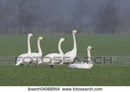 Picture - "Whooper Swans (Cygnus cygnus), Emsland, Lower Saxony, Germany, Europe". Fotosearch
