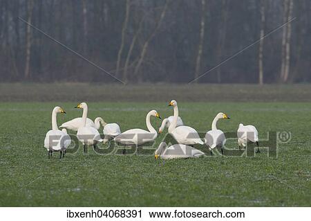 "Whooper Swans (Cygnus cygnus), Emsland, Lower Saxony, Germany, Europe" View Large Photo Image Stock Image - "Whooper Swans (Cygnus cygnus), Emsland, Lower Saxony, Germany, Europe". Fotosearch