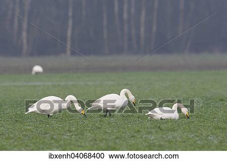 "Whooper Swans (Cygnus cygnus), Emsland, Lower Saxony, Germany, Europe" View Large Photo Image Stock Image - "Whooper Swans (Cygnus cygnus), Emsland, Lower Saxony, Germany, Europe". Fotosearch