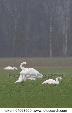 "Whooper Swans (Cygnus cygnus), Emsland, Lower Saxony, Germany, Europe" View Large Photo Image Stock Image - "Whooper Swans (Cygnus cygnus), Emsland, Lower Saxony, Germany, Europe". Fotosearch