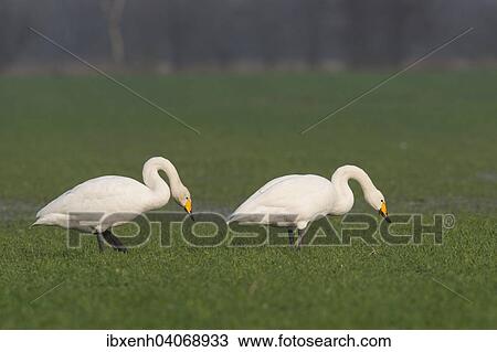 "Whooper Swans (Cygnus cygnus), Emsland, Lower Saxony, Germany, Europe" View Large Photo Image Stock Image - "Whooper Swans (Cygnus cygnus), Emsland, Lower Saxony, Germany, Europe". Fotosearch