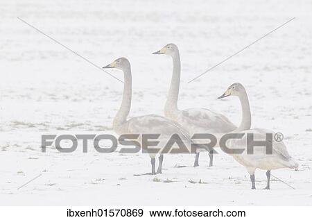 Whooper swans (Cygnus cygnus) View Large Photo Image Stock Photo - Whooper swans (Cygnus cygnus). Fotosearch