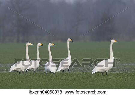 "Whooper Swans (Cygnus cygnus), Emsland, Lower Saxony, Germany, Europe" View Large Photo Image Stock Photo - "Whooper Swans (Cygnus cygnus), Emsland, Lower Saxony, Germany, Europe". Fotosearch
