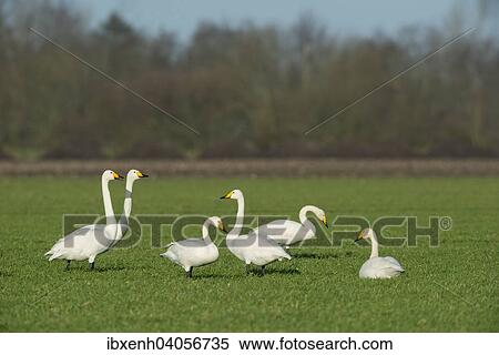 "Whooper Swans (Cygnus cygnus), Emsland, Lower Saxony, Germany, Europe" View Large Photo Image Stock Photography - "Whooper Swans (Cygnus cygnus), Emsland, Lower Saxony, Germany, Europe". Fotosearch