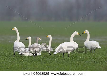 "Whooper Swans (Cygnus cygnus), Emsland, Lower Saxony, Germany, Europe" View Large Photo Image Stock Photography - "Whooper Swans (Cygnus cygnus), Emsland, Lower Saxony, Germany, Europe". Fotosearch