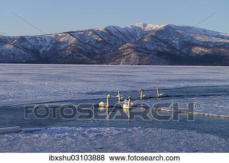 "Whooper Swans (Cygnus cygnus) swimming in the evening light in an almost frozen lake, Kussharo Lake, Kawayu Onsen, Hokkaido, Japan, Asia" View Large Photo Image Stock Photo - "Whooper Swans (Cygnus cygnus) swimming in the evening light in an almost frozen lake, Kussharo Lake, Kawayu Onsen, Hokkaido, Japan, Asia". Fotosearch