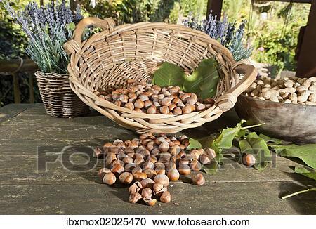 Wicker basket with hazelnuts (Corylus avellana) on a rustic wooden table View Large Photo Image Stock Image - Wicker basket with hazelnuts (Corylus avellana) on a rustic wooden table. Fotosearch