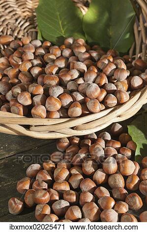 Stock Image - Wicker basket with hazelnuts (Corylus avellana). Fotosearch