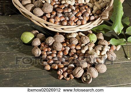 "Wicker basket with mixed nuts, Walnuts (Juglans regia), Peanuts (Arachis hypogaea) and Hazelnuts (Corylus avellana) on a rustic wooden table" View Large Photo Image Stock Image - "Wicker basket with mixed nuts, Walnuts (Juglans regia), Peanuts (Arachis hypogaea) and Hazelnuts (Corylus avellana) on a rustic wooden table". Fotosearch