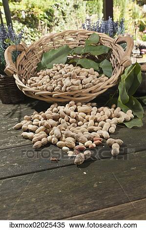 Wicker basket with peanuts (Arachis hypogaea) on a rustic wooden table View Large Photo Image Stock Photography - Wicker basket with peanuts (Arachis hypogaea) on a rustic wooden table. Fotosearch