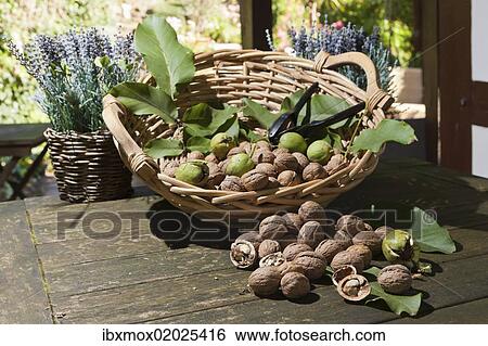 Wicker basket with walnuts (Juglans regia) on a rustic wooden table View Large Photo Image Stock Photograph - Wicker basket with walnuts (Juglans regia) on a rustic wooden table. Fotosearch