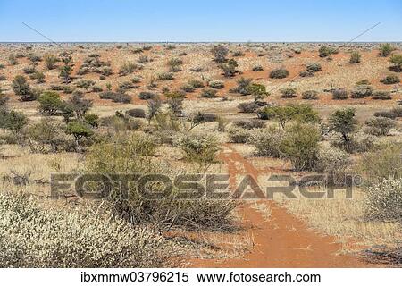 Stock Photography - "Wide landscape, Kalahari, Namibia, Africa". Fotosearch