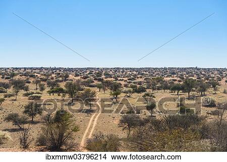 "Wide landscape with trees, Kalahari, Namibia, Africa" View Large Photo Image Picture - "Wide landscape with trees, Kalahari, Namibia, Africa". Fotosearch