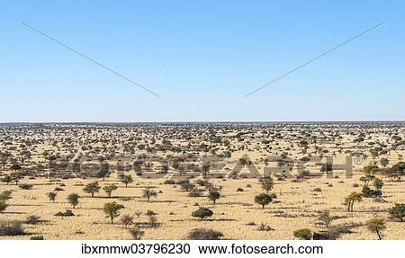 "Wide landscape with trees, Kalahari, Namibia, Africa" View Large Photo Image Stock Image - "Wide landscape with trees, Kalahari, Namibia, Africa". Fotosearch