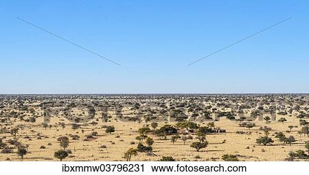 "Wide landscape with trees, Kalahari, Namibia, Africa" View Large Photo Image Stock Image - "Wide landscape with trees, Kalahari, Namibia, Africa". Fotosearch