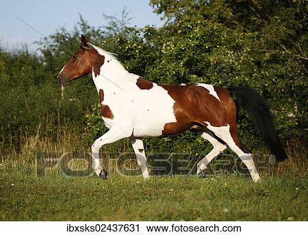 "Wiekopolska, gelding, skewbald horse, trotting across a meadow" View Large Photo Image Stock Image - "Wiekopolska, gelding, skewbald horse, trotting across a meadow". Fotosearch