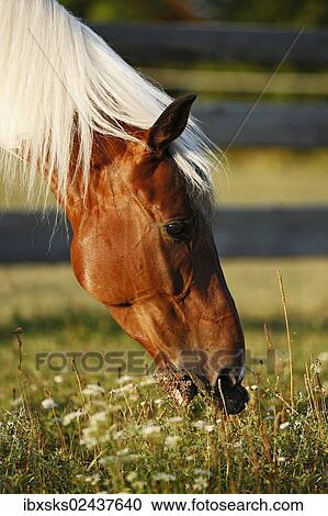 "Wiekopolska, gelding, skewbald horse, grazing, portrait" View Large Photo Image Stock Image - "Wiekopolska, gelding, skewbald horse, grazing, portrait". Fotosearch