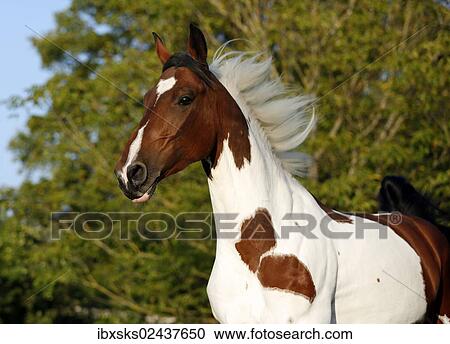 "Wiekopolska, gelding, skewbald horse, galloping across a meadow" View Large Photo Image Stock Image - "Wiekopolska, gelding, skewbald horse, galloping across a meadow". Fotosearch