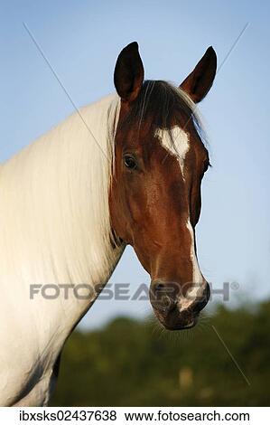 "Wiekopolska, gelding, skewbald horse, portrait" View Large Photo Image Stock Photo - "Wiekopolska, gelding, skewbald horse, portrait". Fotosearch