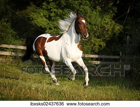 "Wiekopolska, gelding, skewbald horse, galloping across a meadow" View Large Photo Image Stock Photograph - "Wiekopolska, gelding, skewbald horse, galloping across a meadow". Fotosearch