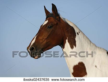 "Wiekopolska, gelding, skewbald horse, portrait" View Large Photo Image Stock Photography - "Wiekopolska, gelding, skewbald horse, portrait". Fotosearch