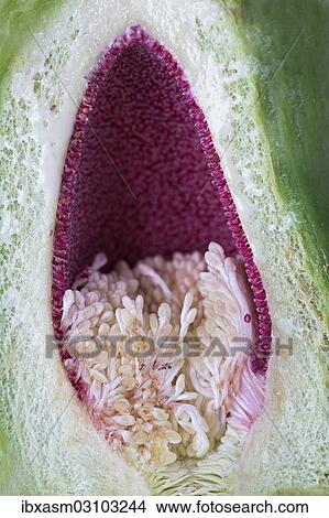 Wild Asian fig View Large Photo Image Picture - Wild Asian fig. Fotosearch