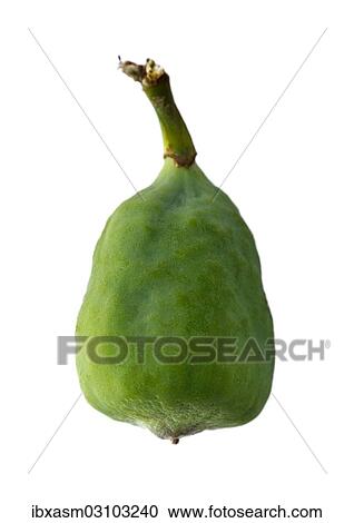 Wild Asian fig View Large Photo Image Stock Image - Wild Asian fig. Fotosearch