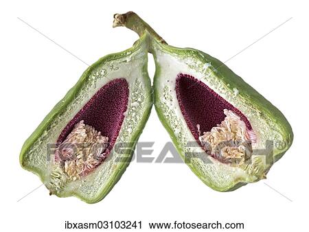 Wild Asian fig View Large Photo Image Stock Image - Wild Asian fig. Fotosearch