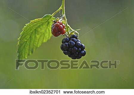 Wild Blackberries (Rubus sectio Rubus) View Large Photo Image Stock Image - Wild Blackberries (Rubus sectio Rubus). Fotosearch
