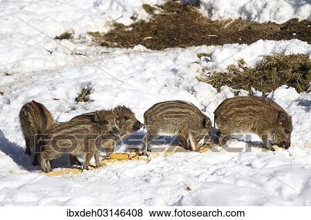 "Wild boar piglets (Sus scrofa) at a feeding station in the snow, Bavaria, Germany, Europe" View Large Photo Image Stock Photo - "Wild boar piglets (Sus scrofa) at a feeding station in the snow, Bavaria, Germany, Europe". Fotosearch
