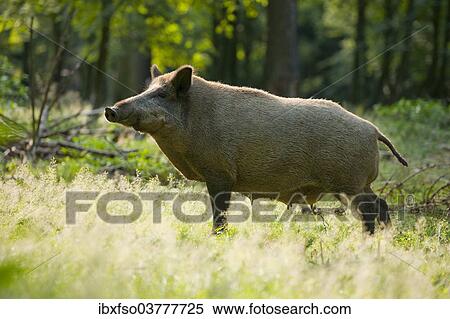 "Wild boar (Sus scrofa), a wild sow in summer coat standing on a forest glade, the udder is visible, captive, Saxony, Germany, Europe" View Large Photo Image Stock Photography - "Wild boar (Sus scrofa), a wild sow in summer coat standing on a forest glade, the udder is visible, captive, Saxony, Germany, Europe". Fotosearch