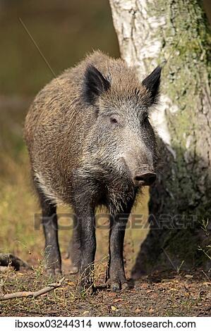 "Wild Boar (Sus scrofa), adult, Hanau, Hesse, Germany, Europe" View Large Photo Image Picture - "Wild Boar (Sus scrofa), adult, Hanau, Hesse, Germany, Europe". Fotosearch