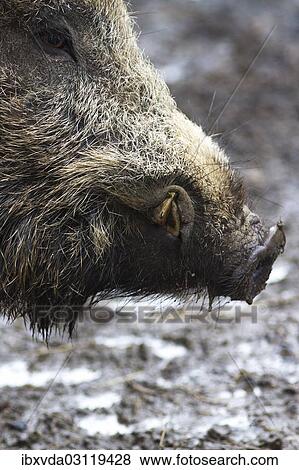 "Wild boar (Sus scrofa), Arnsberger Wald, Sauerland, North Rhine-Westphalia, Germany, Europe" View Large Photo Image Stock Photo - "Wild boar (Sus scrofa), Arnsberger Wald, Sauerland, North Rhine-Westphalia, Germany, Europe". Fotosearch