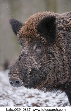 "Wild Boar (Sus scrofa), boar, captive, Bavaria, Germany, Europe" View Large Photo Image Stock Photo - "Wild Boar (Sus scrofa), boar, captive, Bavaria, Germany, Europe". Fotosearch