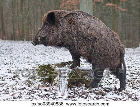 "Wild Boar (Sus scrofa), boar with winter coat, on a tree stump, captive, Bavaria, Germany, Europe" View Large Photo Image Stock Photograph - "Wild Boar (Sus scrofa), boar with winter coat, on a tree stump, captive, Bavaria, Germany, Europe". Fotosearch