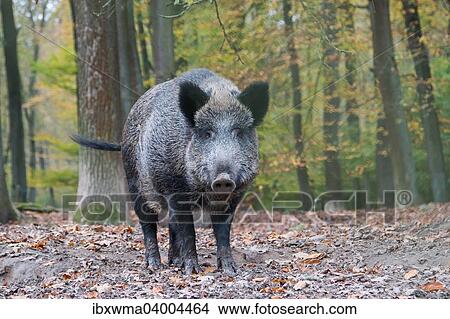 Picture - "Wild Boar (Sus scrofa), captive, in the autumn forest, Hesse, Germany, Europe". Fotosearch