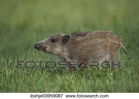 Stock Photo - "Wild Boar (Sus scrofa), Eifel, Rhineland-Palatinate, Germany, Europe". Fotosearch