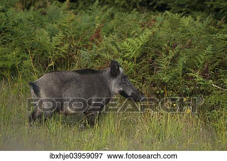 "Wild Boar (Sus scrofa), Eifel, Rhineland-Palatinate, Germany, Europe" View Large Photo Image Stock Photo - "Wild Boar (Sus scrofa), Eifel, Rhineland-Palatinate, Germany, Europe". Fotosearch