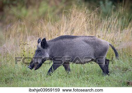 Stock Photo - "Wild Boar (Sus scrofa), Eifel, Rhineland-Palatinate, Germany, Europe". Fotosearch