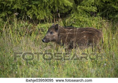 "Wild Boar (Sus scrofa), Eifel, Rhineland-Palatinate, Germany, Europe" View Large Photo Image Stock Photography - "Wild Boar (Sus scrofa), Eifel, Rhineland-Palatinate, Germany, Europe". Fotosearch
